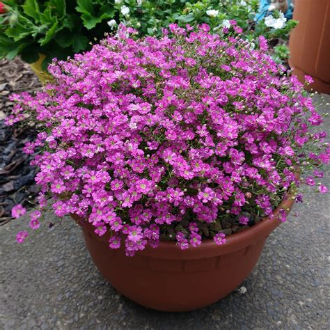 gypsophila muralis gypsy deep rose